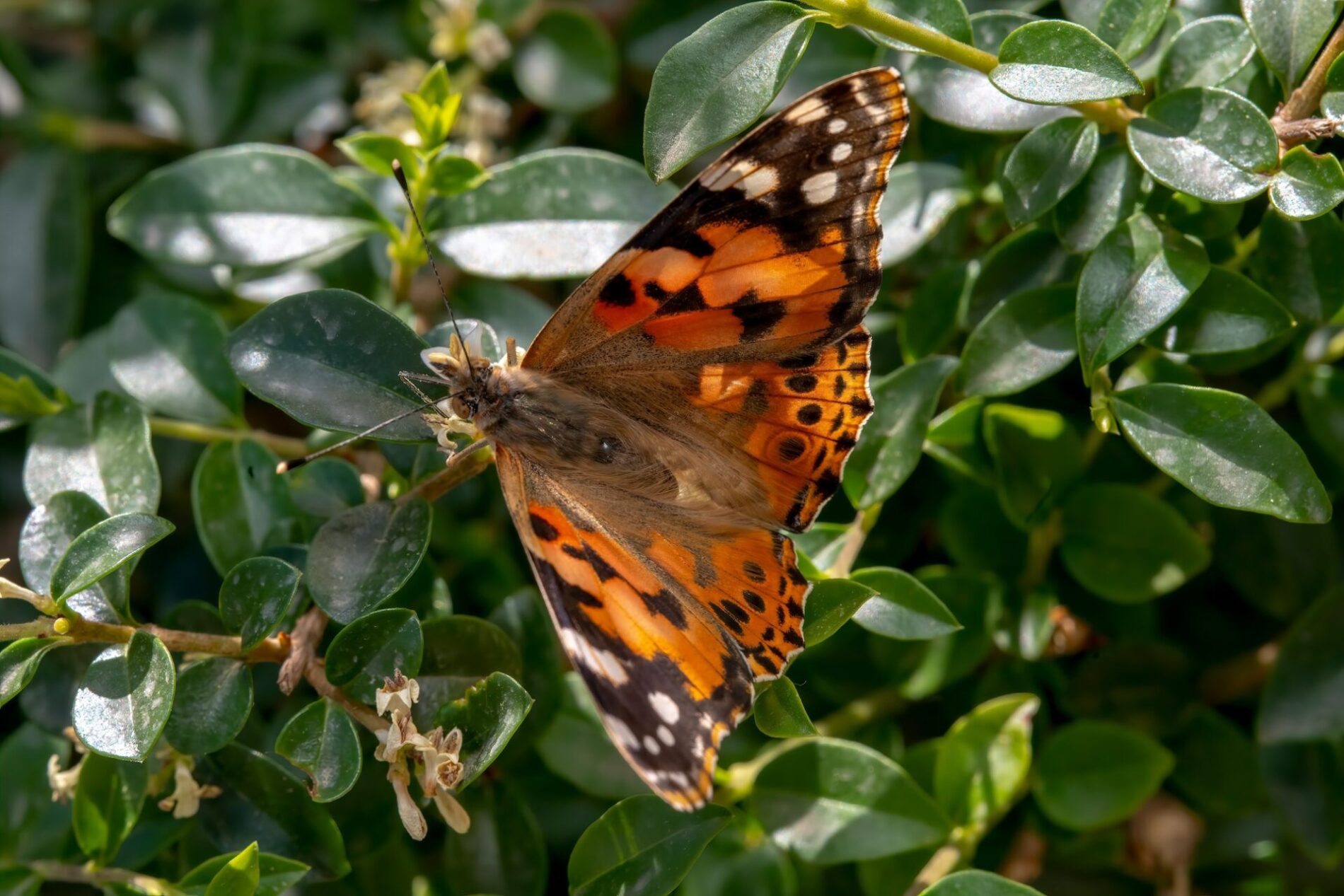 Il Bug hORTel allOrto e Museo Botanico di Pisa