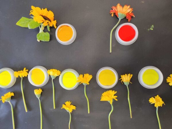 Il laboratorio dei fiori: quando la bellezza genera apprendimento