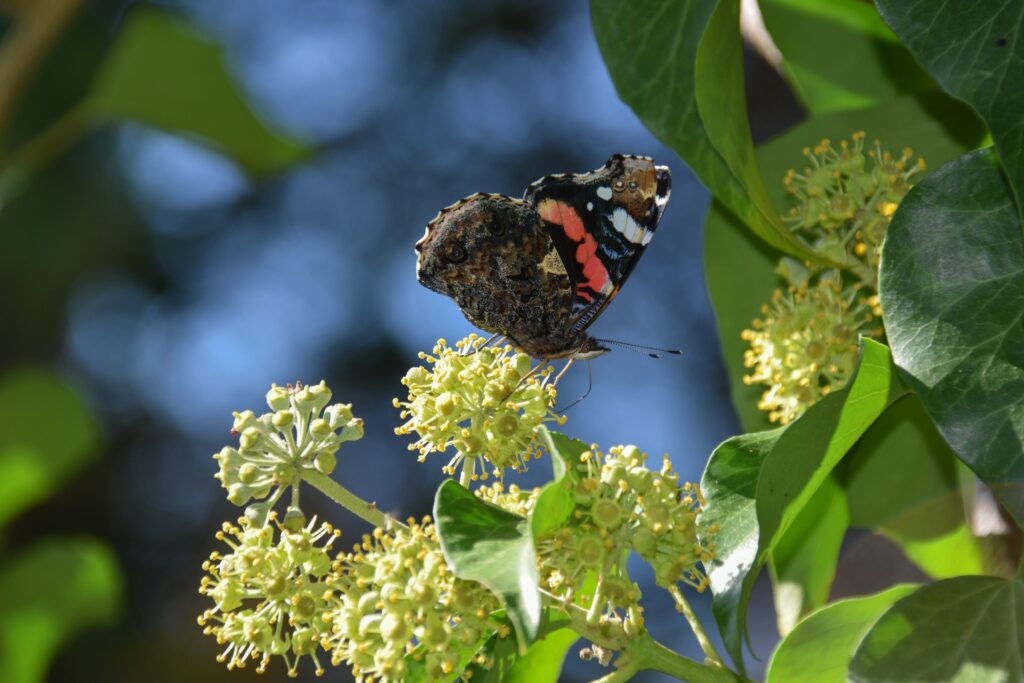 Cieli stellati e insetti spaventosi: le meraviglie dell'universo al Science Centre oskar mlodzinski lVSYh4BobEk unsplash farfalla