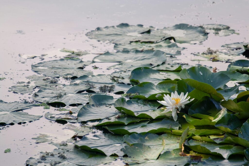 Giornata della Solidarietà 2025: le proposte dei musei di Pisa per bambini e ragazzi tatyana rubleva gt0FeHeD34 unsplash ninfee